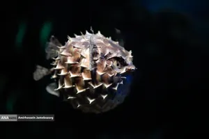 متحف برديسان للتنوع البيولوجي ، طهران