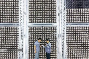 شرکت پرورش و فرآوری چوب قارچ در چینگدائو، چین 