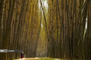 درختان صنوبر در حومه سرینگار هند