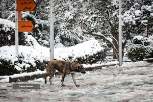 بارش برف زمستانی در تهران 