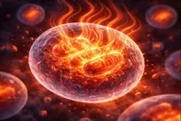 کشف راهی ایمن‌تر برای سوزاندن کالری بیشتر توسط سلول‌ها