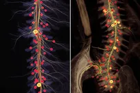 ترمیم نخاع با چاپ سه‌بعدی؛ موش‌ها دوباره حرکت کردند