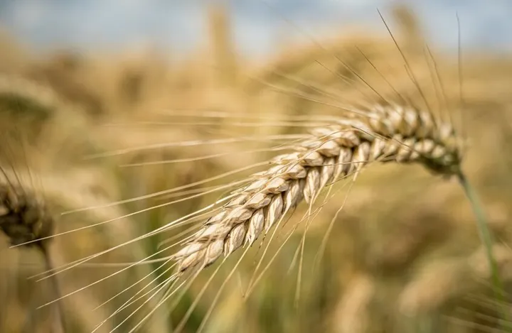 New technique boosts wheat yields by more than 1.5 times