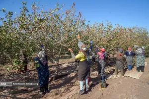 تولید برای محرومیت زدایی - باغ پسته