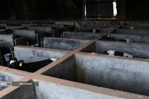 خودکفایی در تولید شیر