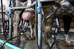 خودکفایی در تولید شیر