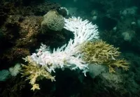 تهدید بی‌سابقه صخره‌های مرجانی جهان