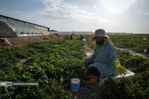 تولید ملی برای آبادانی مناطق محروم