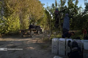 توانمندی اقتصادی برای رفع محرومیت - باغ گلابی