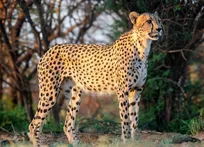 یوزپلنگ می‌تواند در سه ثانیه از 0 تا 96 کیلومتر در ساعت شتاب بگیرد!