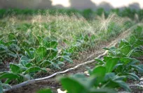 جهاد کشاورزی تهران: نبرد با کم‌آبی با طرح‌های نوین و پیگیری مطالبات کشاورزان