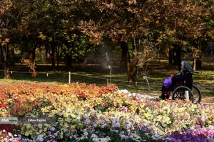 گل های داوودی