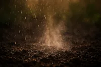 بوی باران حاصل فعالیت هزاران میکروب است