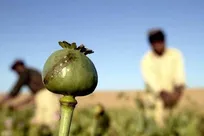 کشت تحقیقاتی برای تولید بذر بومی شقایق الیفرا در حال بررسی است