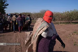 تولید برای محرومیت زدایی - باغ پسته