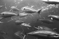 کاهش فساد ماهیان صیدشده با تجهیزات جدید؛ ضایعات ۱۰ درصد کاهشی شد