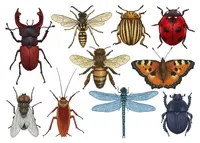 بررسی رفتار حشرات در فصل تابستان