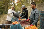 Persimmon harvest from Soulqan orchards in Kan district of Tehran happens in the season of fall, from the last days of October until the early days of January, depending on the weather conditions of the region.