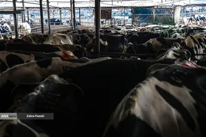 خودکفایی در تولید شیر