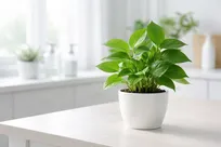 نقش پنهان گیاهان در ضدعفونی هوا و سطوح