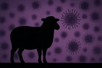 ویروس تب‌برفکی یک گله را در چند ساعت به زانو درمی‌آورد