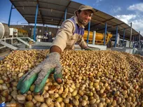 سرمایه‌گذاری ۴۰ میلیارد ریالی فرآوری پسته در شهرستان خوشاب