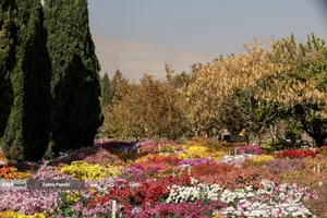 گل های داوودی