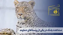 مشاهده پلنگ در یکی از روستاهای دماوند