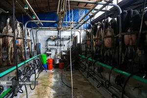 خودکفایی در تولید شیر