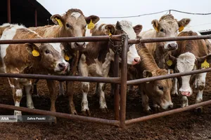 خودکفایی در تولید شیر