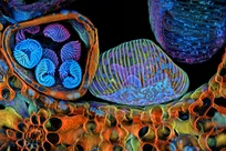 تصویر‌های برتر مسابقه «نیکون» از دنیای نامرئی حیات