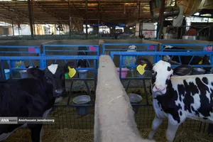 رفع محرومیت با تولید ملی - گاوداری