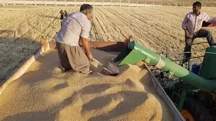 قیمت گندم تا هفته آینده اعلام می‌شود/ در حال تهیه بسته حمایتی برای گندم هستیم