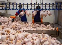 افزایش ۶ درصدی تولید گوشت طیور/ گوشت مرغ بیشترین سهم از تولید را دارد