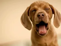 خمیازه کشیدن حتی برای سگ‌ها مسری است!