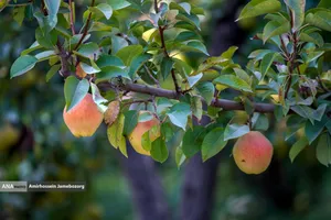 توانمندی اقتصادی برای رفع محرومیت - باغ گلابی