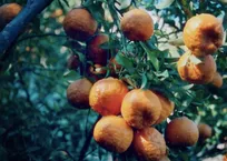 آغاز برداشت «نارنگی مرغوب» کشور از هرمزگان؛ ۸۵ هزار تُن محصول خوش‌طعم راهی بازار کشور می‌شود