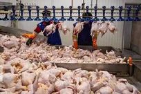 نحوه تعیین نرخ جدید مرغ اعلام شد