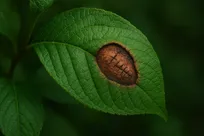 گیاهان آسیب‌های قدیمی را در ژن خود پنهان می‌کنند