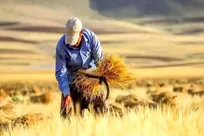 خودکفایی کشاورزی میثاق ملی است / سیاست‌گذاری باید از نهاده‌محوری به بازارمحوری تغییر کند
