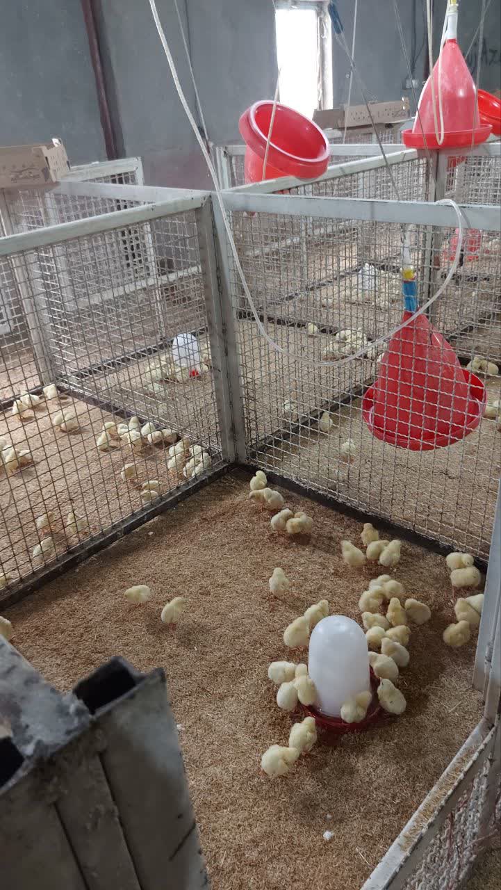 فیلم و عکس| از انبار خاک‌خورده تا مرکز تولیدی ۷۰ باکس تحقیقاتی؛ مجتمع مرغداری یاسوج با ظرفیت ۵ هزار قطعه جوجه گوشتی کلید خورد