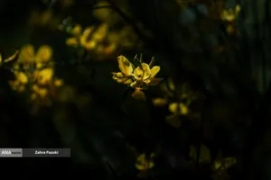 باغ گیاهشناسی ایران