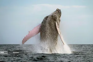 نهنگ گوژپشت در نزدیکی جزیره ایگوانا، پاناما 