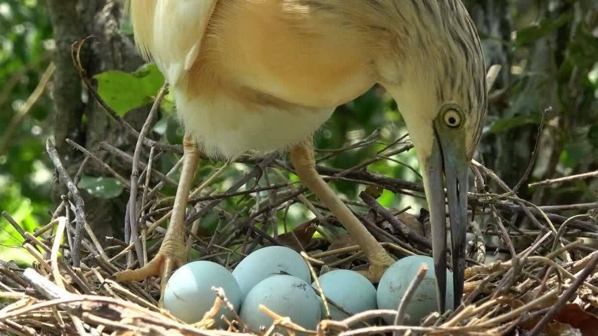 «پیش از آن که منقرض شوند»؛ اولین مستند با فناوری هوش مصنوعی در مسیر تولید «پیش از آن که منقرض شوند»؛ اولین مستند با فناوری هوش مصنوعی در مسیر تولید