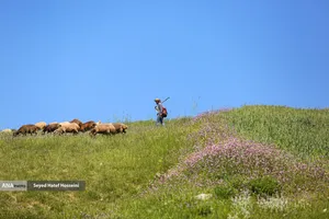 منطقه سرسبز و توریستی هزارجریب مازندران