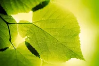 فتوسنتز (Photosynthesis) چیست؟