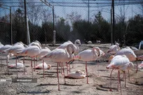 باغ پرندگان تهران؛ سمفونی طبیعت در پایتخت