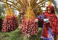 برای جبران خسارات و حمایت از نخلداران، خرید خرمای کشاورزان خوزستان کلید خورد/زیرساخت‌ها برای خرید حمایتی آماده است