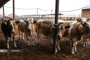 خودکفایی در تولید شیر