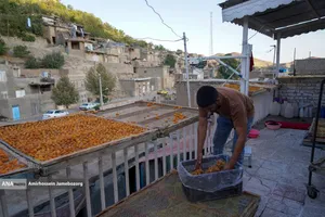 خُرو؛ پایتخت آلوی ایران